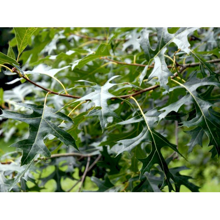 Quercus Ellipsoidalis