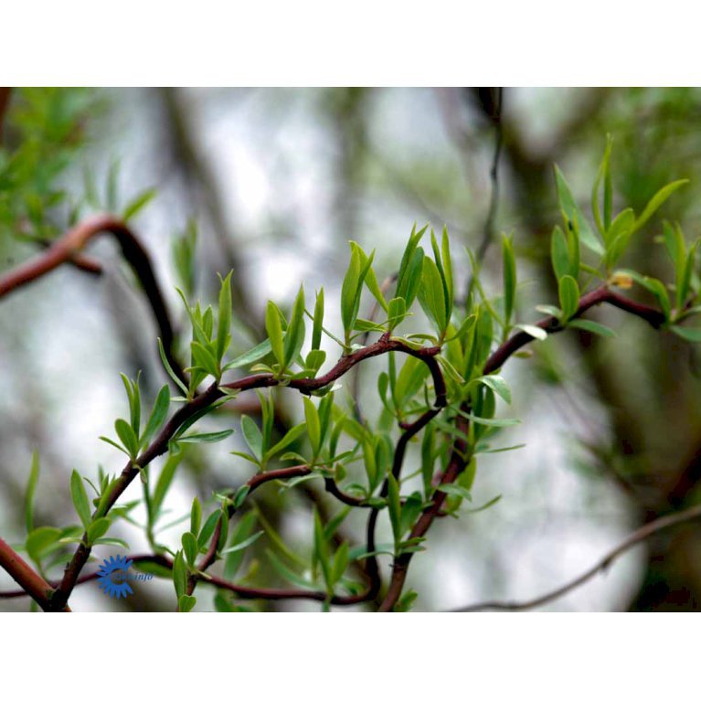 Salix Sepulcralis 'Erythroflexuosa'