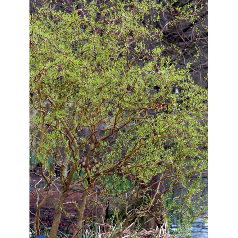 Salix Sepulcralis 'Erythroflexuosa'