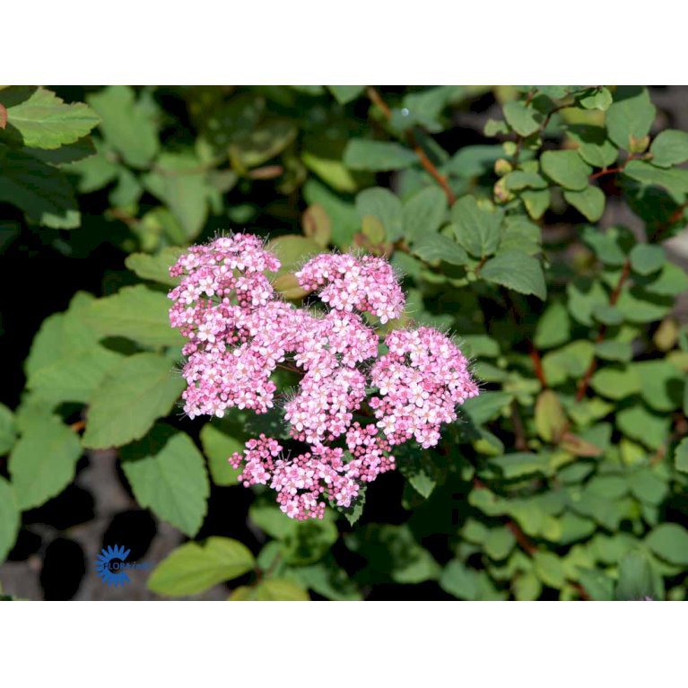 Spiraea Japonica 'Odensala'