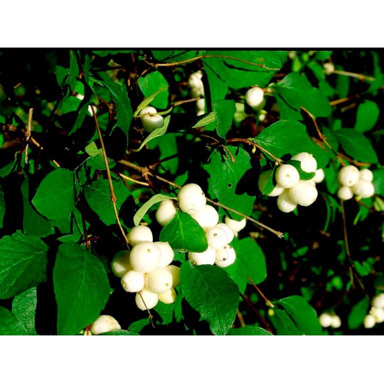 Hvid Snebær 'White Hedge'