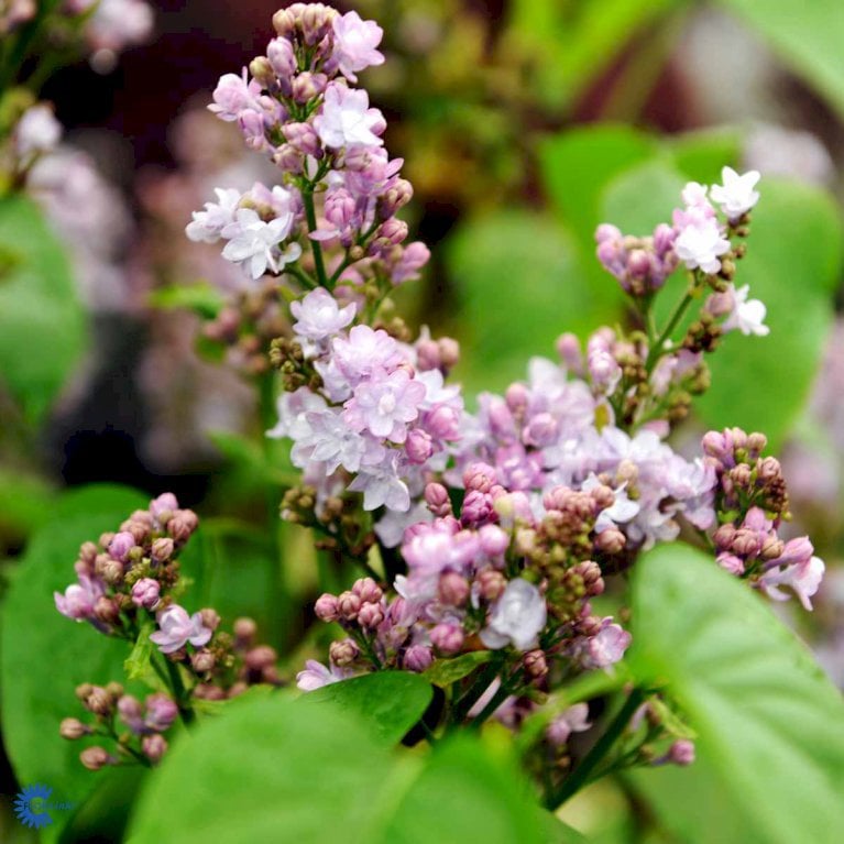 Syringa Vulgaris 'President Grevy'