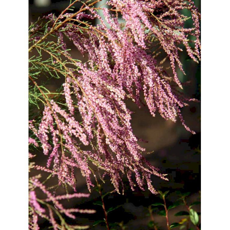 Tamarix Ramosissima 'Pink Cascade'