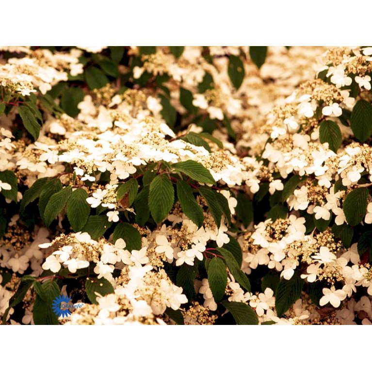 Viburnum Plicatum 'Lanarth'
