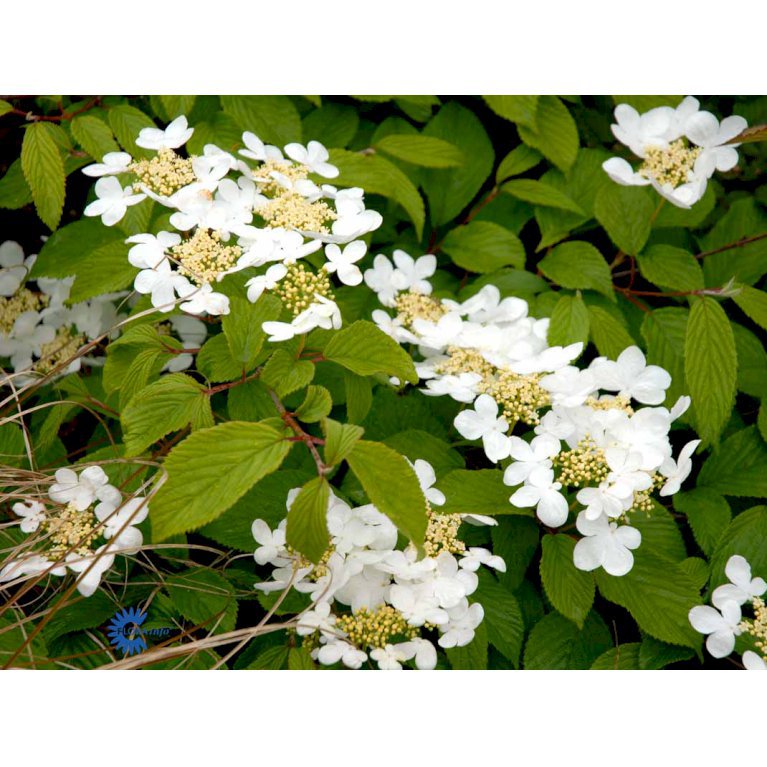 Viburnum Plicatum 'Lanarth'