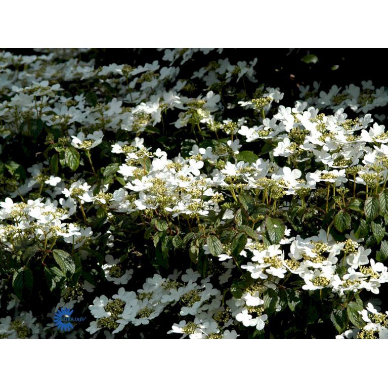 Viburnum plicatum 'Summer Snowflake'