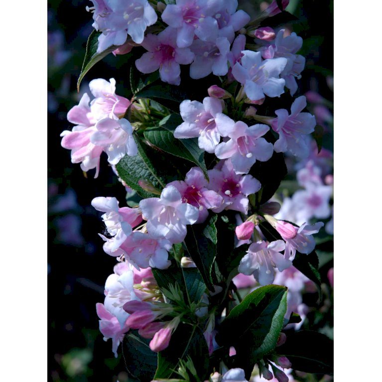 Weigela 'Rosea'