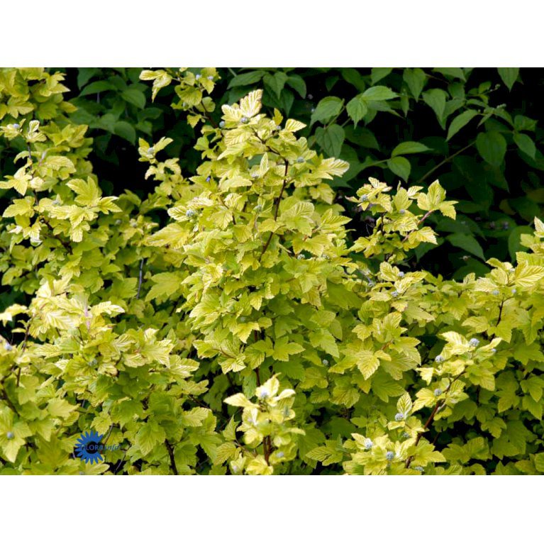 Physocarpus Opulifolius 'Luteus'