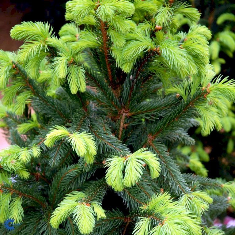 Rødgran 'Columnaris'