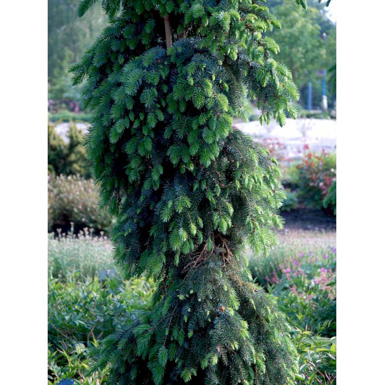 Hængende Serbisk Gran 'Pendula Bruns' - Nåletræer - Plantetorvet.dk