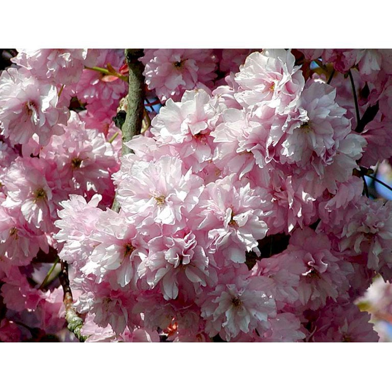 Japansk kirsebær 'Kanzan'