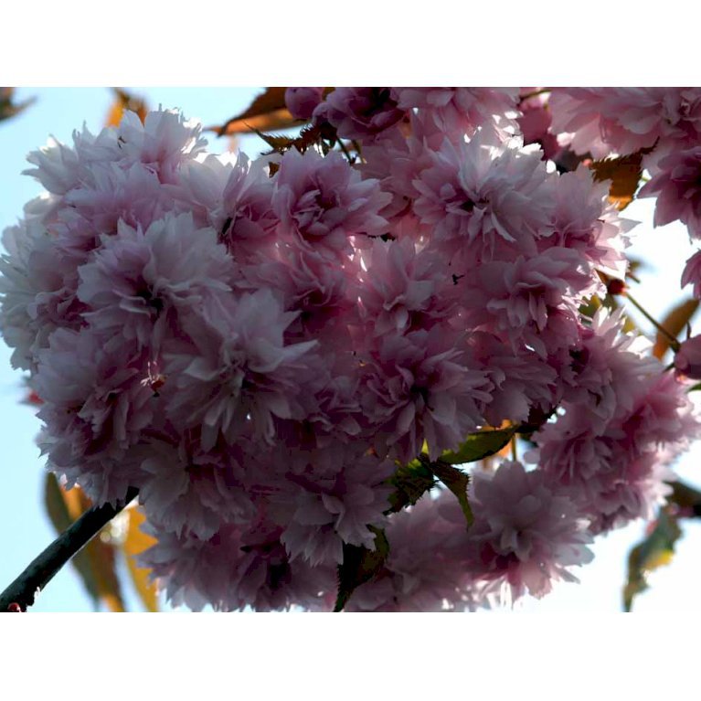 Hængende Japansk Kirsebær 'Kiku-Shidare-Sakura'
