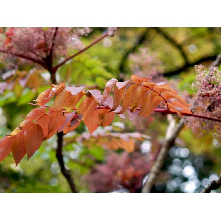 Fandens Spadserestok