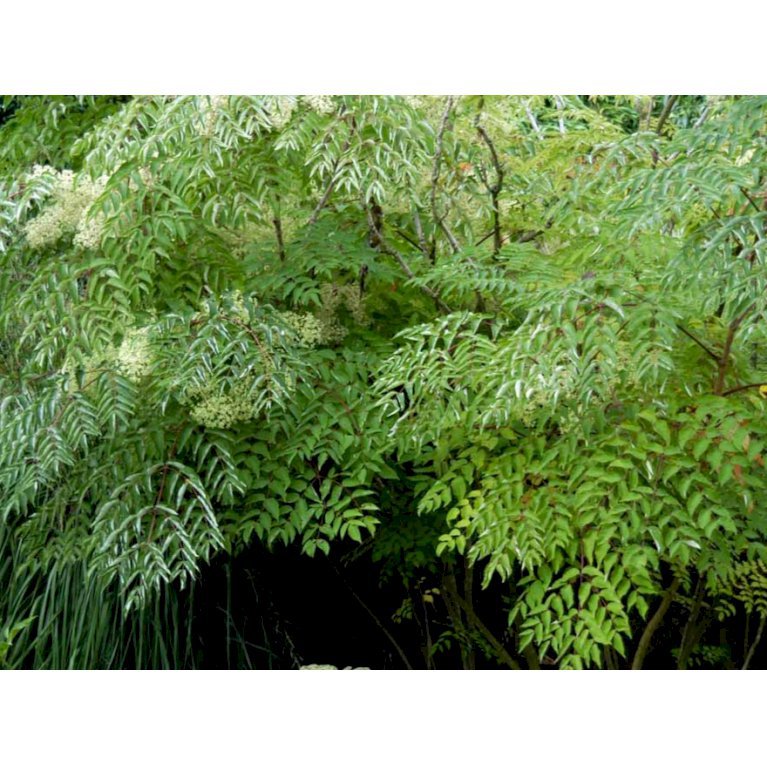 Fandens Spadserestok