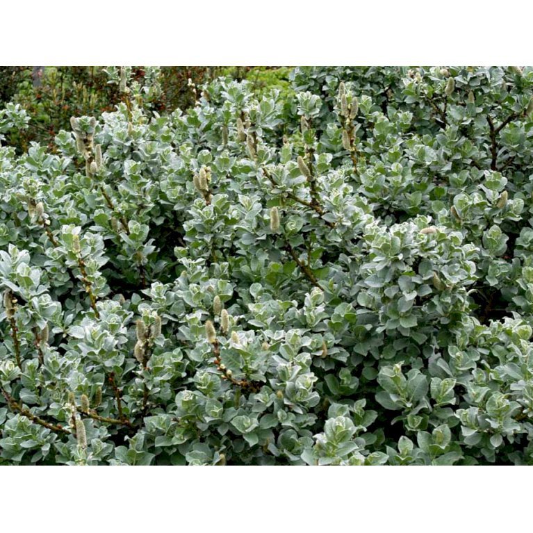 Uldpil