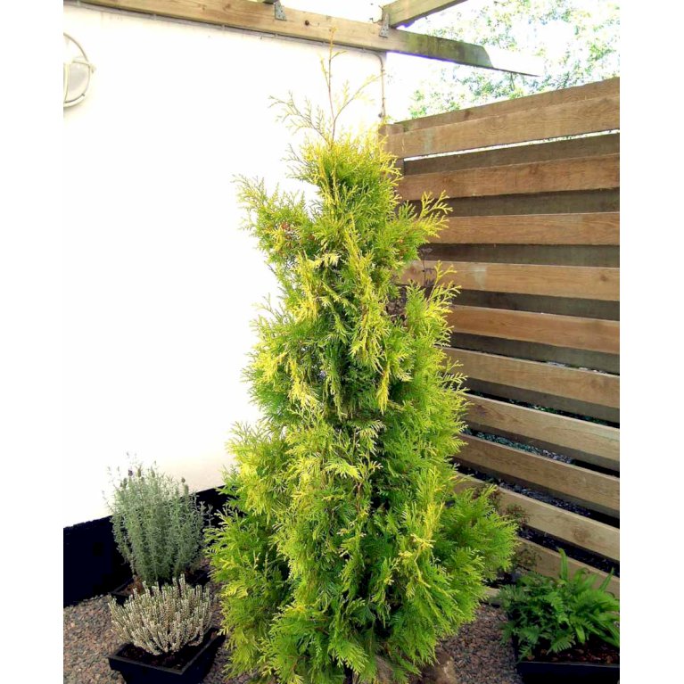 Almindelig Thuja 'Yellow Ribbon'