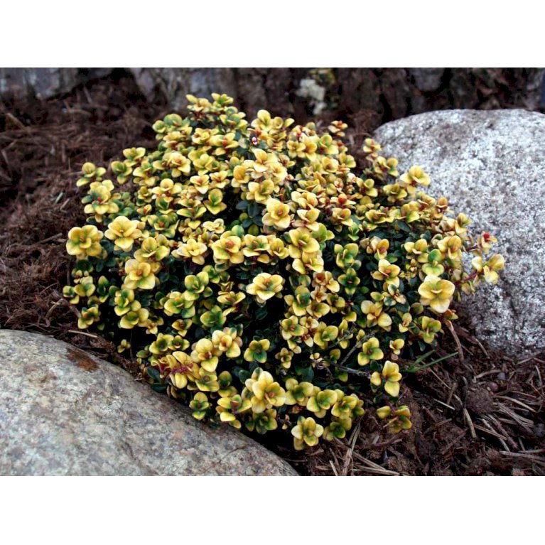 Citrontimian 'Doone Valley'