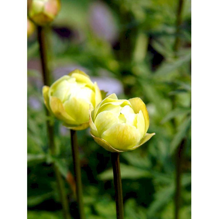 Kinesisk Engblomme