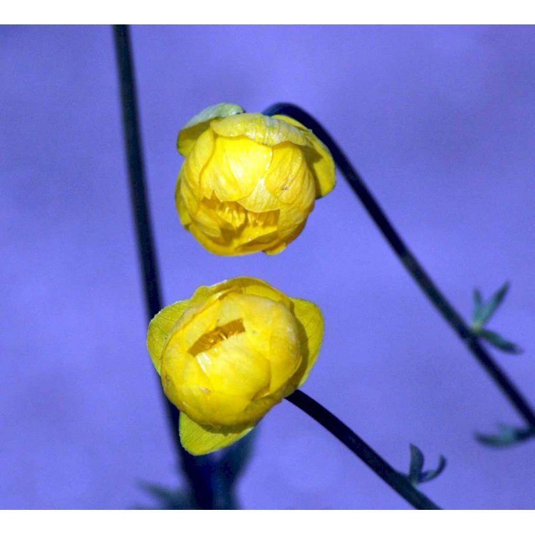 Kinesisk Engblomme