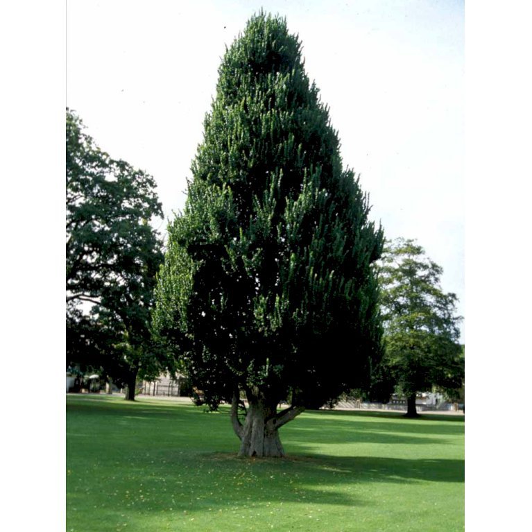 Pyramideelm