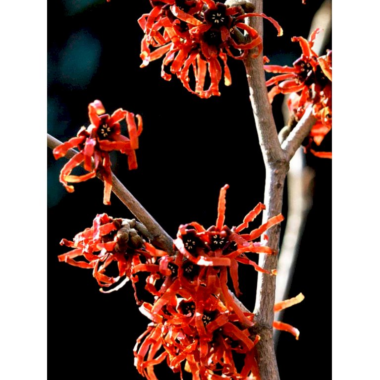 Troldnød 'Feuerzauber'