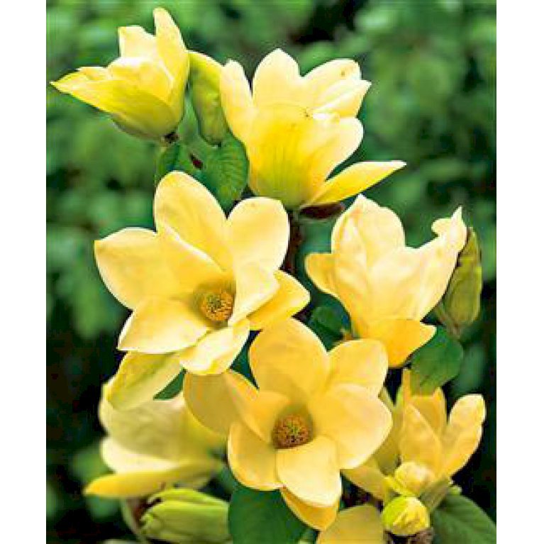 Magnolia 'Yellow River' - Prydbuske - Plantetorvet.dk