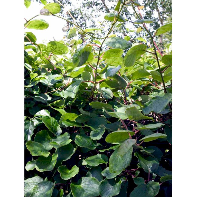 Almindelig Kiwi 'Solo'