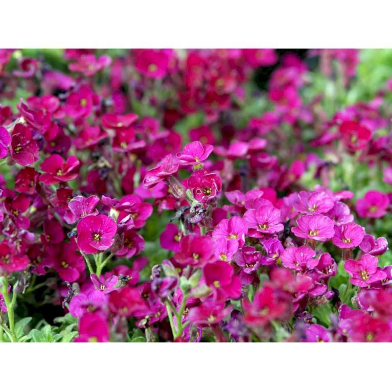 Blåpude - Rød - Aubrieta hybrid - rød - Stauder - Plantetorvet.dk