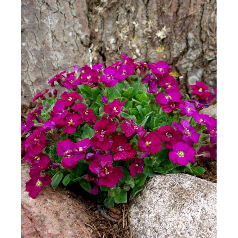 Blåpude - Rød - Aubrieta hybrid - rød - Stauder - Plantetorvet.dk