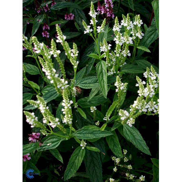 Spyd-Jernurt 'White Spires'