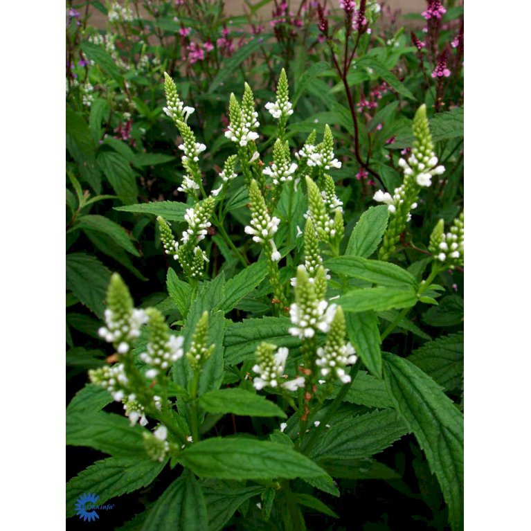 Spyd-Jernurt 'White Spires'