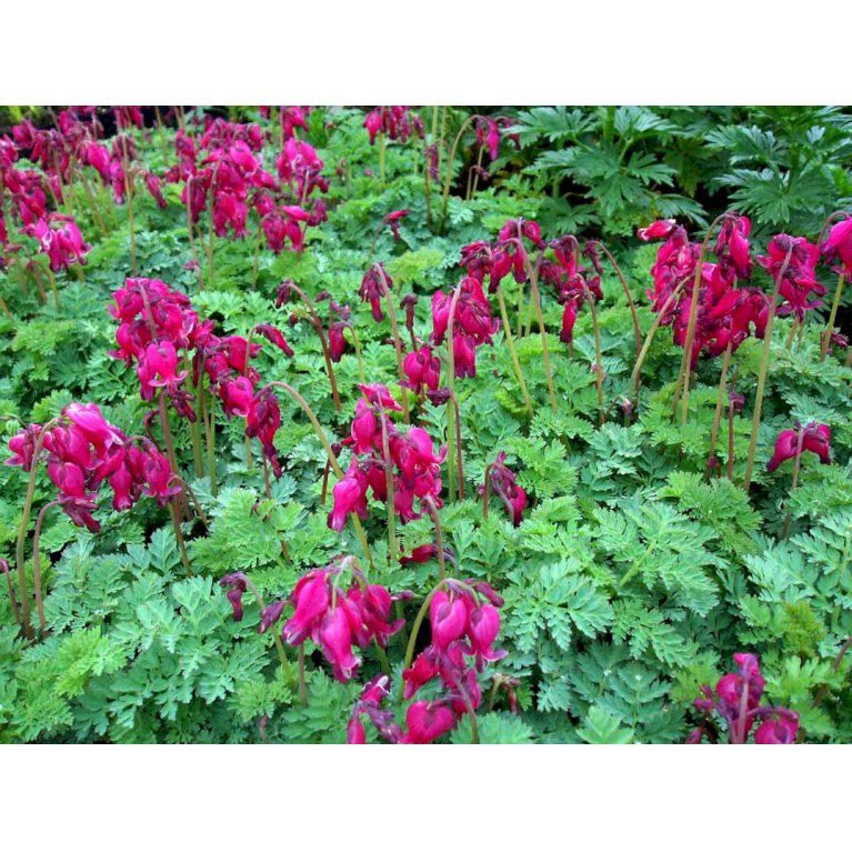 Dicentra formosa 'King Of Hearts'