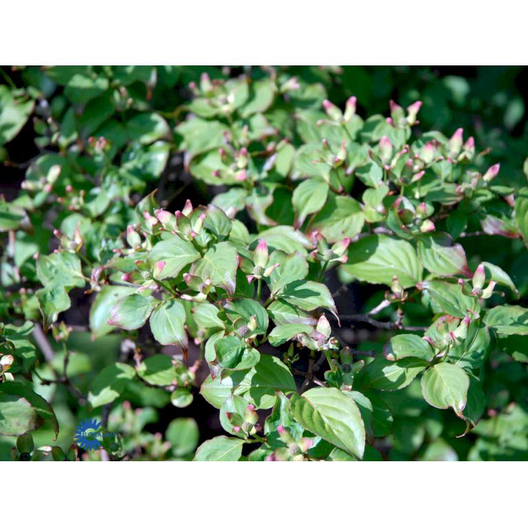 Koreakornel 'Satomi'