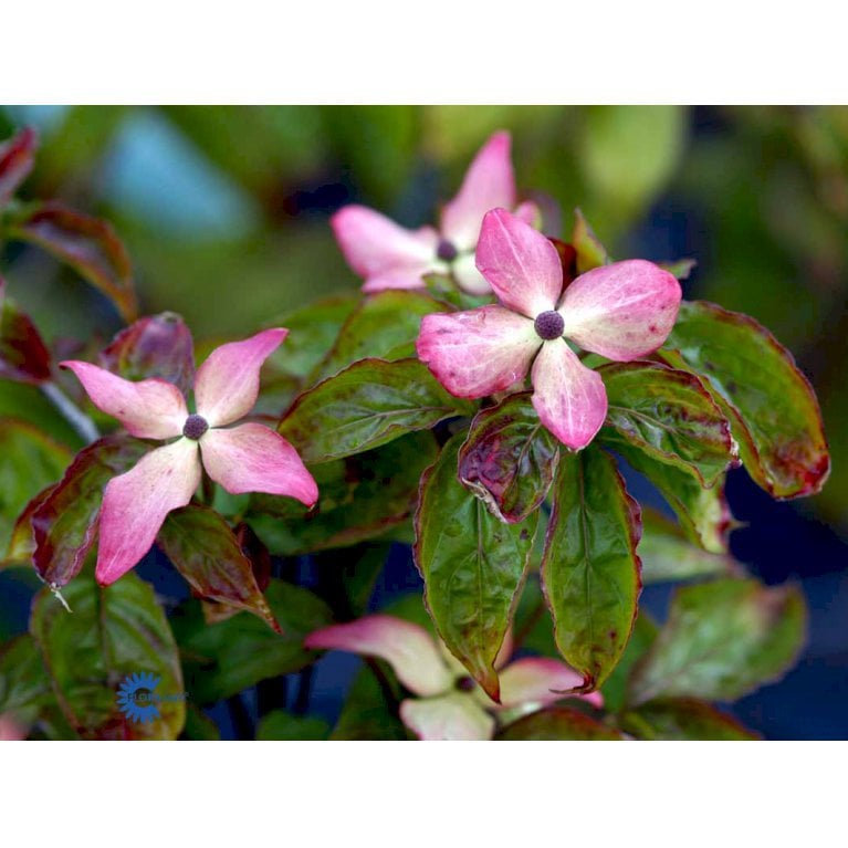 Koreakornel 'Satomi'