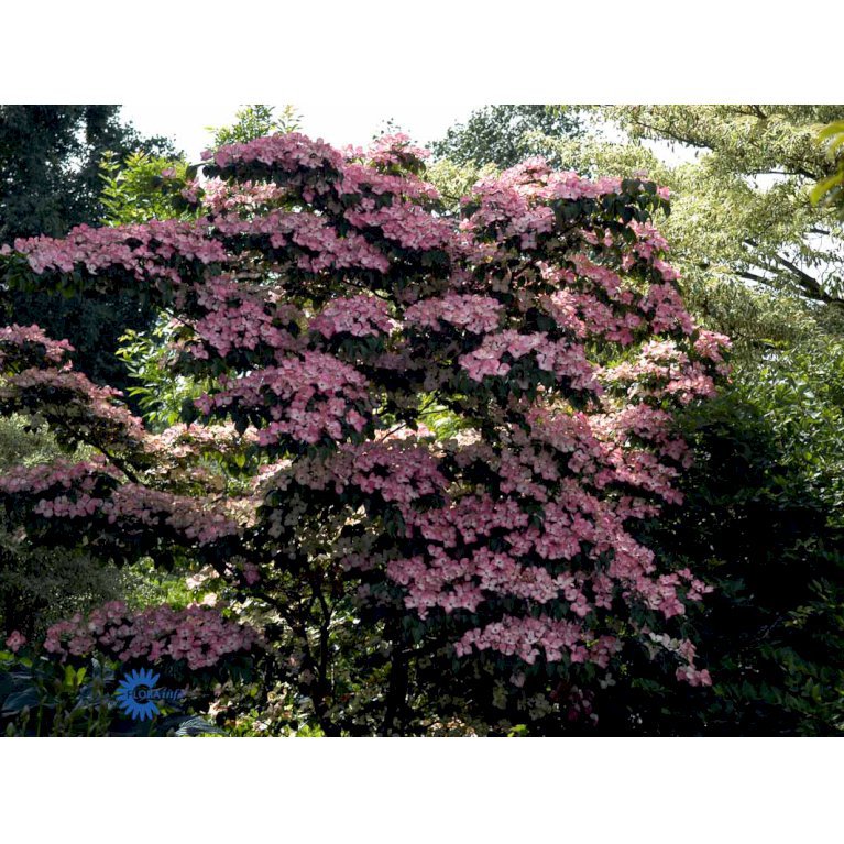 Koreakornel 'Satomi'