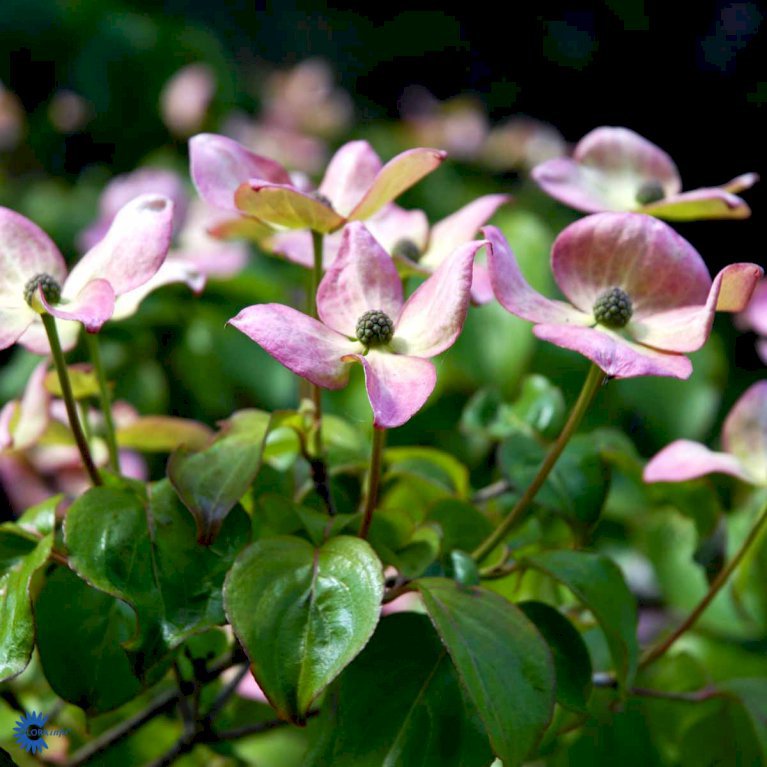 Koreakornel 'Satomi'