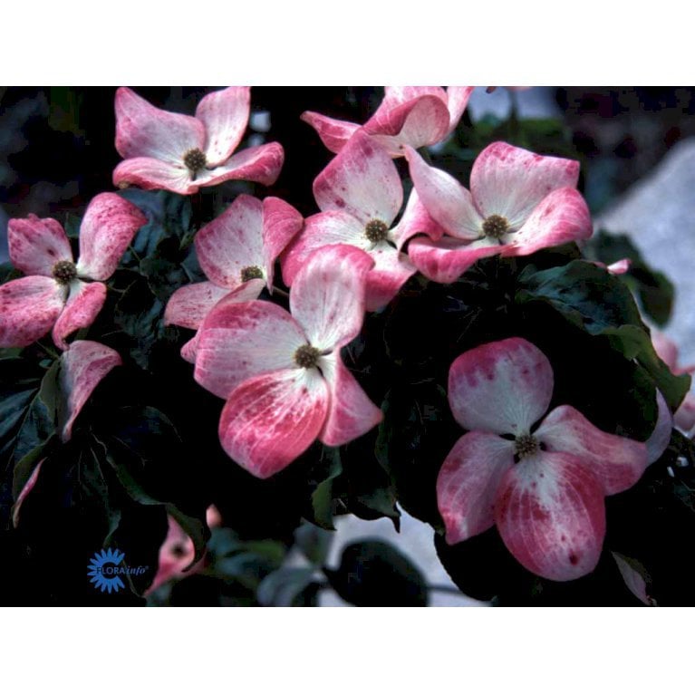 Koreakornel 'Satomi'