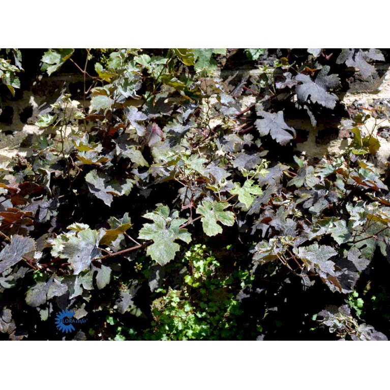 VINDRUE 'PURPUREA'