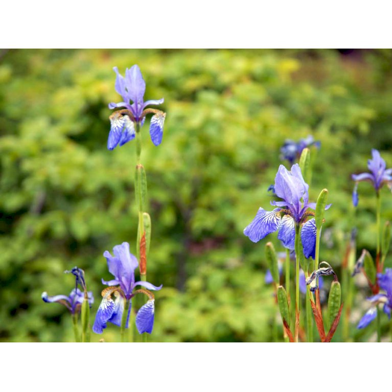 Sibirisk Iris