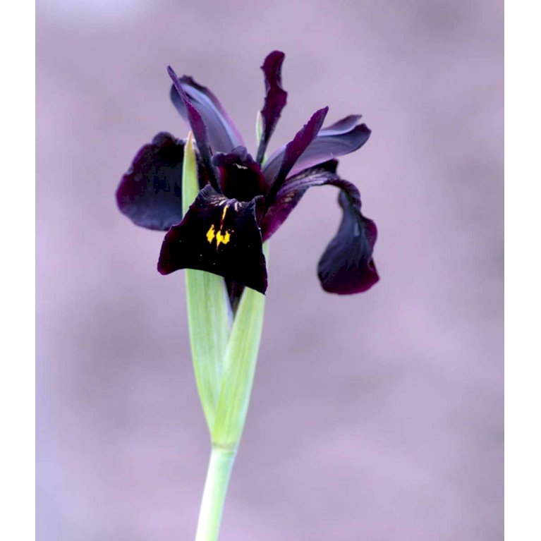 Smalbladet Iris