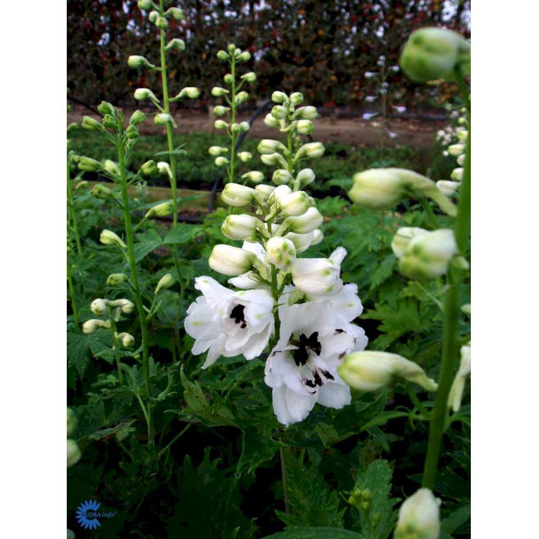 Ridderspore 'Magic Fountain' Hvid