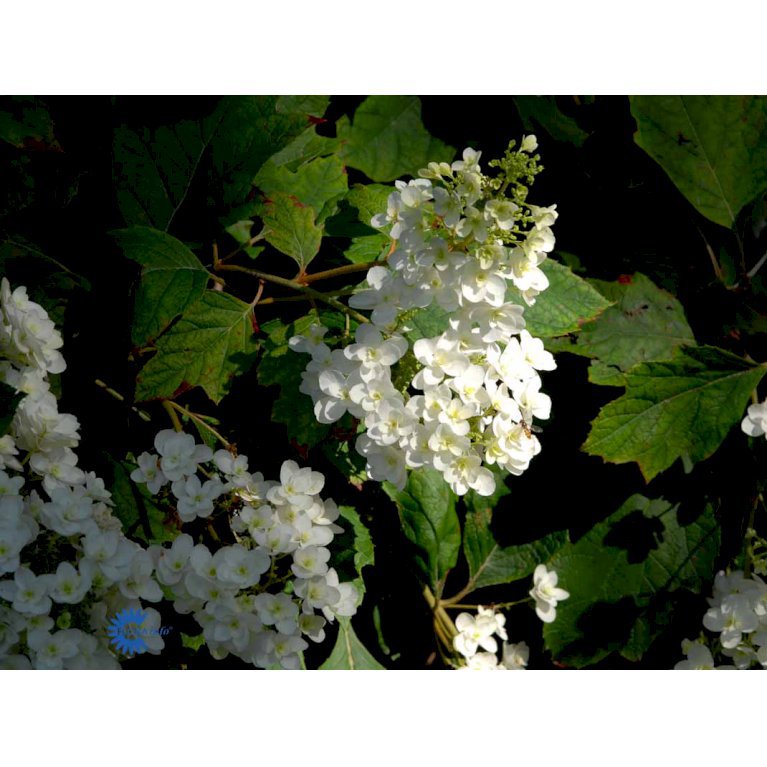 Hydrangea Quercifolia 'Snowflake'