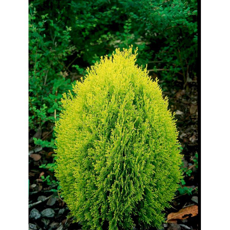 Thuja 'Rheingold'