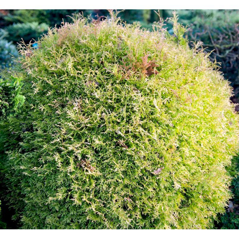 Thuja 'Rheingold'