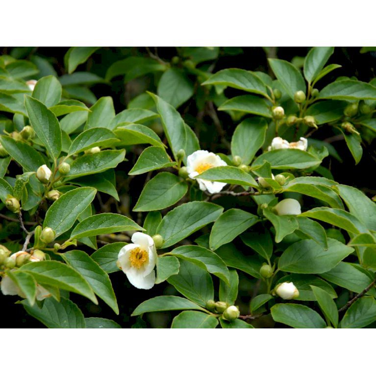 Stewartia