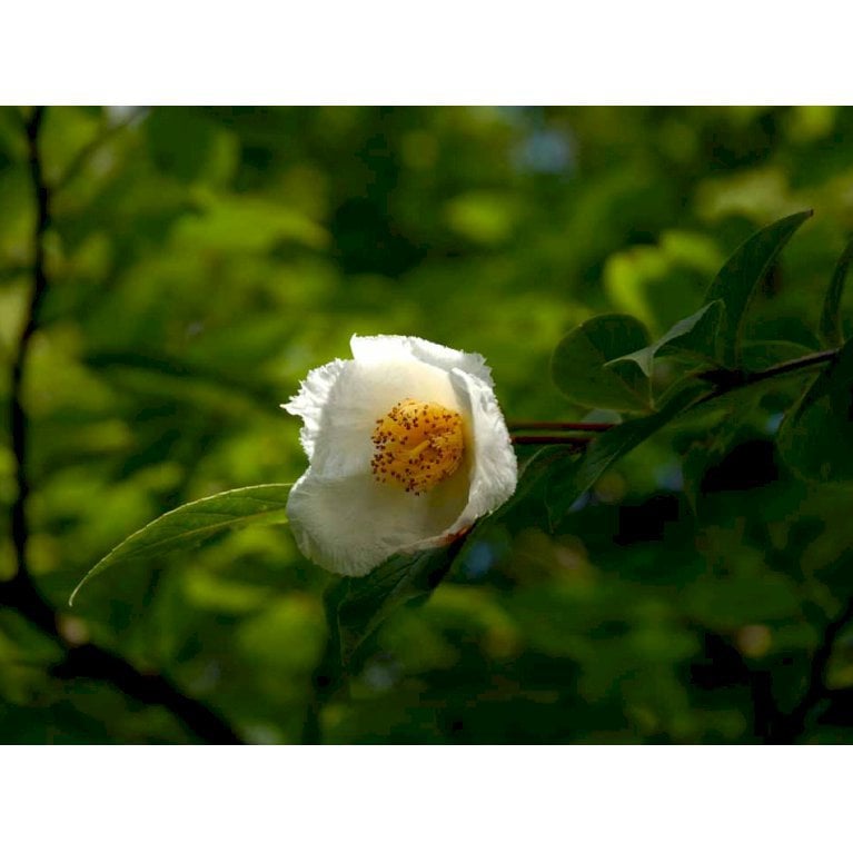 Stewartia