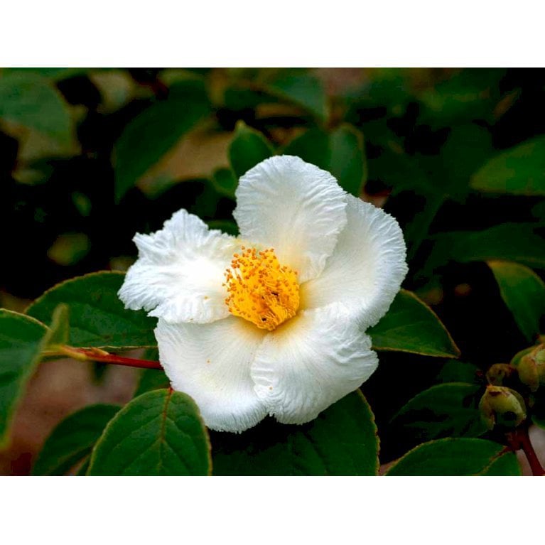 Stewartia
