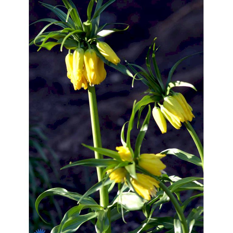 Kejserkrone
