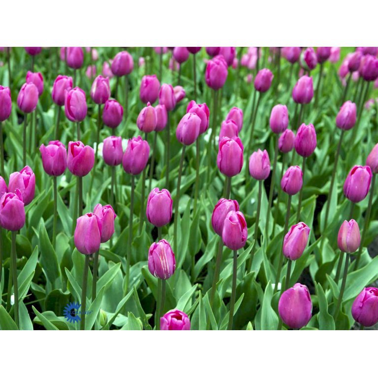 Tulipan