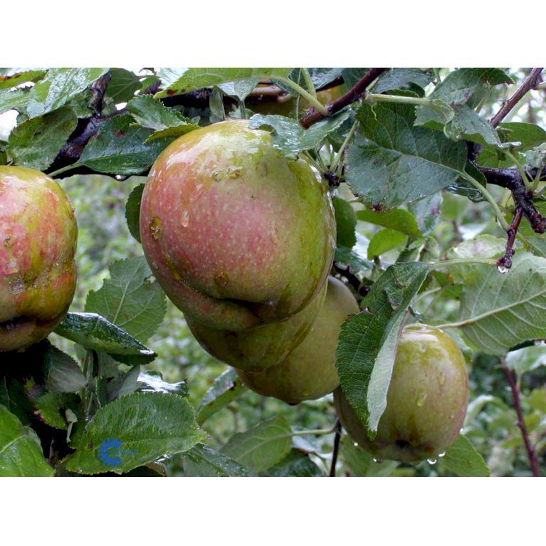 Æble 'Belle De Boskoop'
